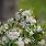 63 aronia mel. revontuli spreader 4