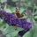 64 buddleja rocketstar indigo 1