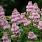 66 caryopteris incana beyond pink d 4