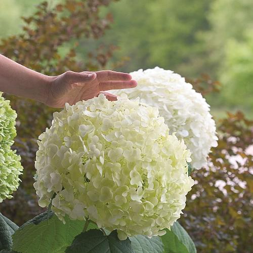 hydrangea arb. strong annabelle abetwo 1 2e proven winners 