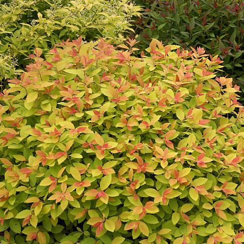 spiraea x double play big bang tracy 5 cut out proven winners 