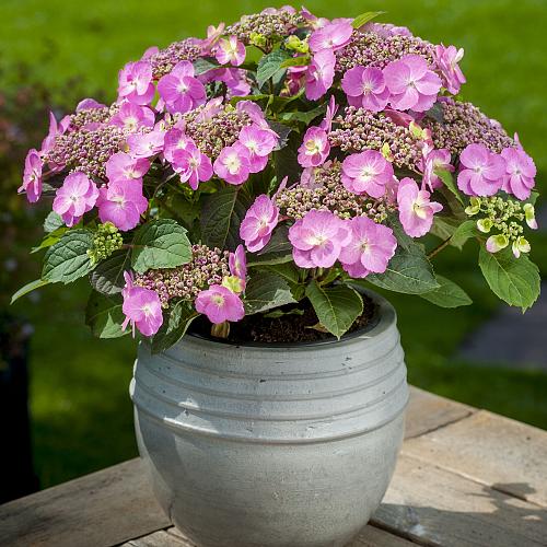 hydrangea serr. flair flavours cotton candy mak20 5 proven winners 