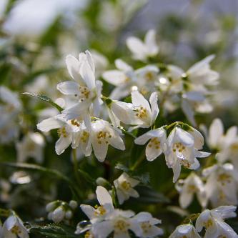 deutzia yuki snowflake ncdx1 8 proven winners 