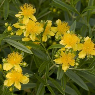 hypericum kalm. sunny boulevard deppe 4e proven winners 