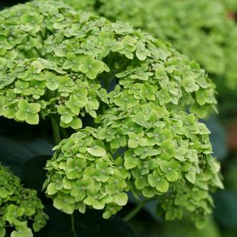 hydrangea arborescens sublime annabelle smnhrl 8 proven winners 