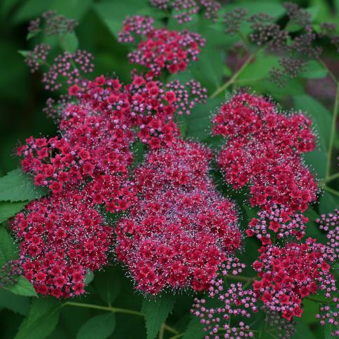 spiraea jap. double play red smnsjmfr 1e cut out proven winners 