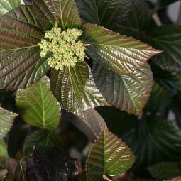 viburnum x ncvx1 shiny dancer proven winners 1e