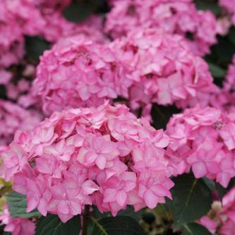 hydrangea serr. ff frozen smoothie smnhsi 1e pw 