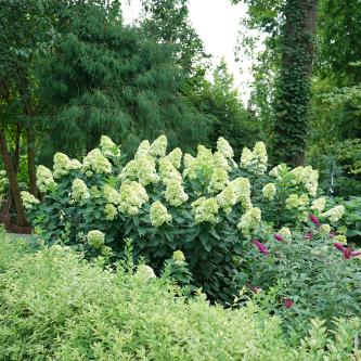 hydrangea pan. lime light prime smnhpph 2e proven winners 