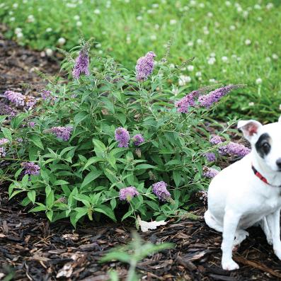 buddleja chip lilac chip valbud 3 3 proven winners 
