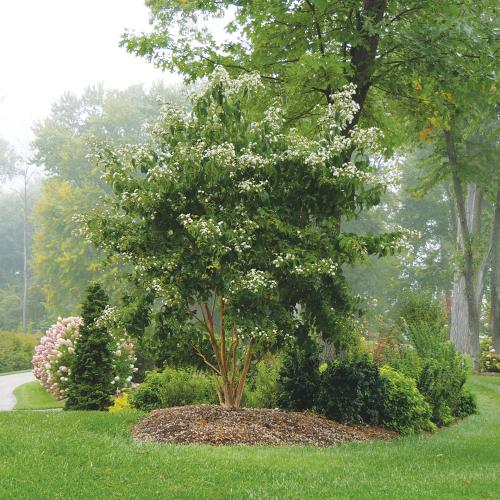 heptacodium mic. temple of bloom smnhmrf 4e proven winners 