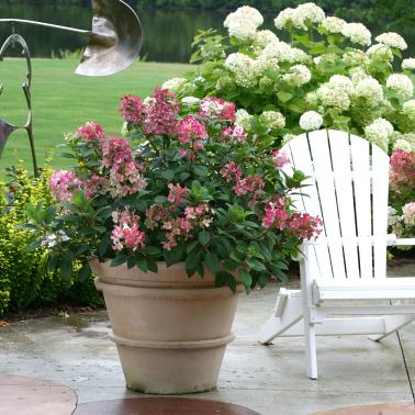 hydrangea pan. little quick fire smhplqf 2e proven winners 