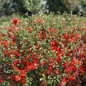 chaenomeles spec. orange storm 5 proven winners 