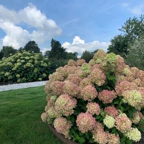 hydrangea panic. little lime jane 17 proven winners 