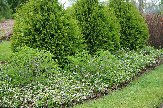 4183 aronia mel. revontuli spreader uconnam012 1 proven winners garden
