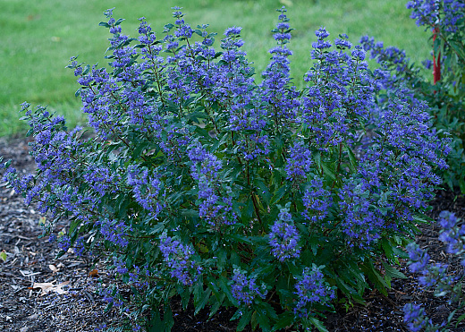 4184 caryopteris x clan. beyond midnight ct 9 12 1e proven winners