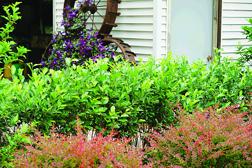 4196 aronia mel. revontuli hedger uconnam166 4 proven winners garden