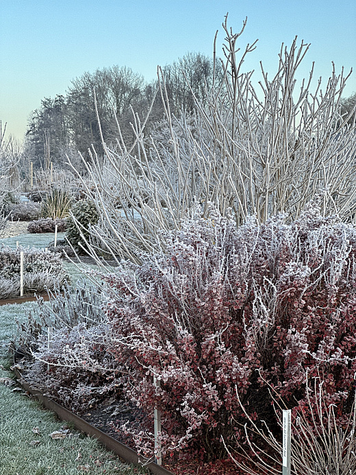 84 valkplant showtuin winter 4