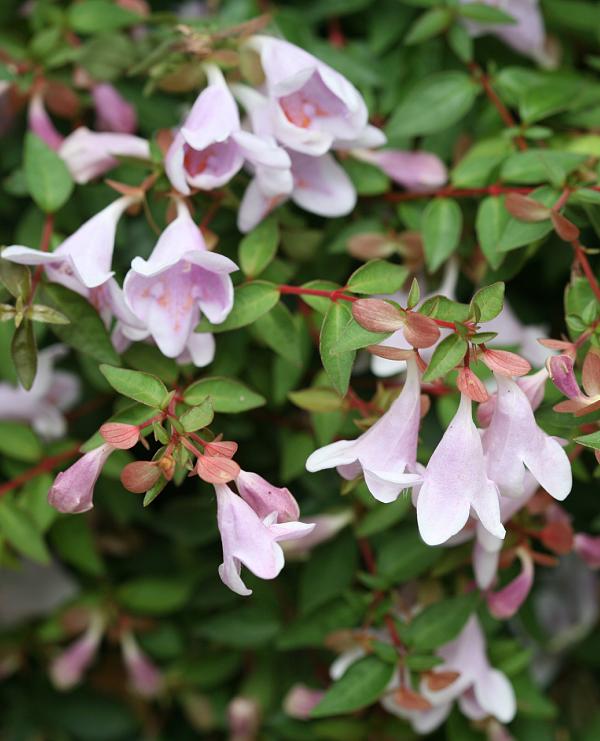 Pinky Bells