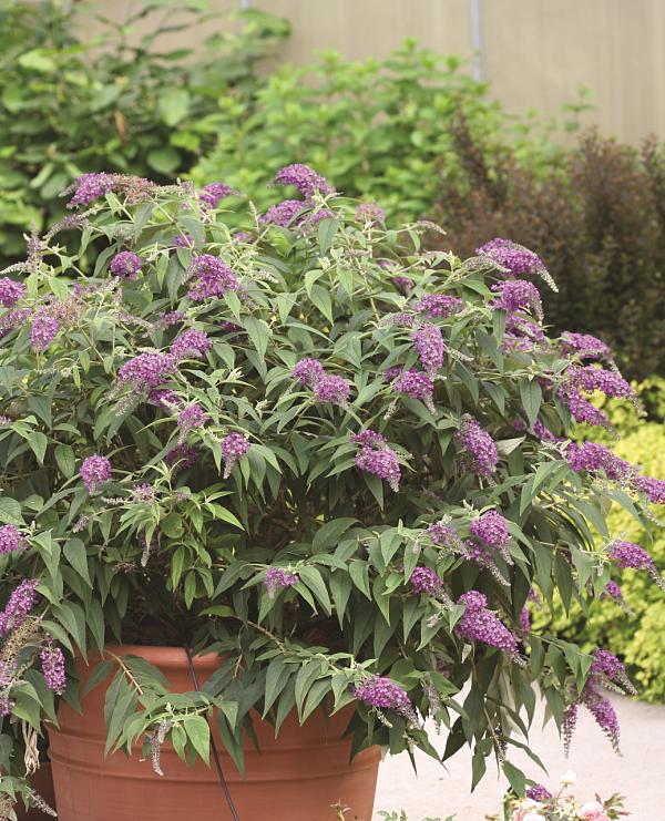 Purple Chip