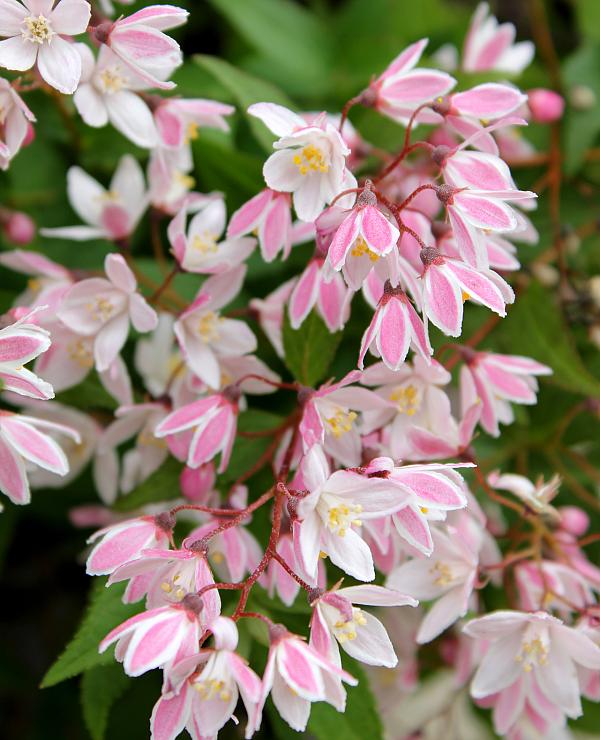 Yuki Cherry Blossom<sup>®</sup>