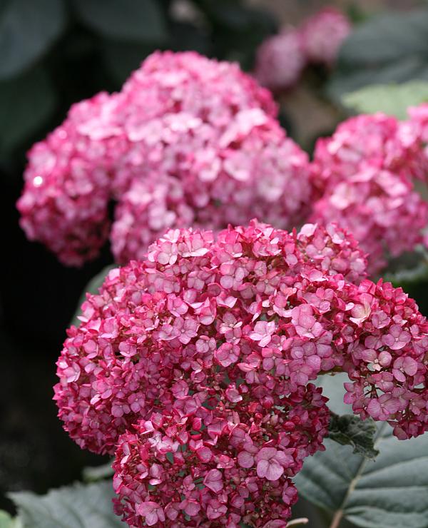 Ruby Annabelle<sup>®</sup>