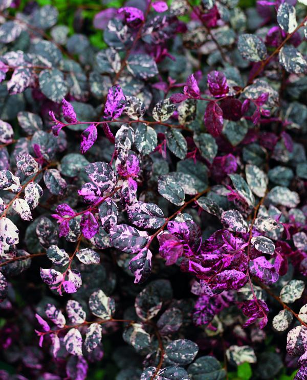JazzHands<sup>®</sup> Variegated