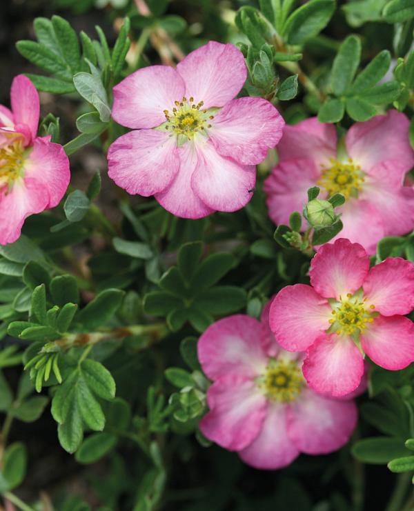 Happy Hearts<sup>®</sup>
Pink Star