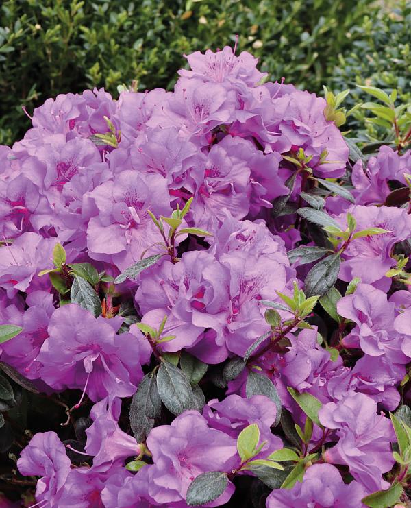 Perfecto Mundo<sup>®</sup> Double Purple