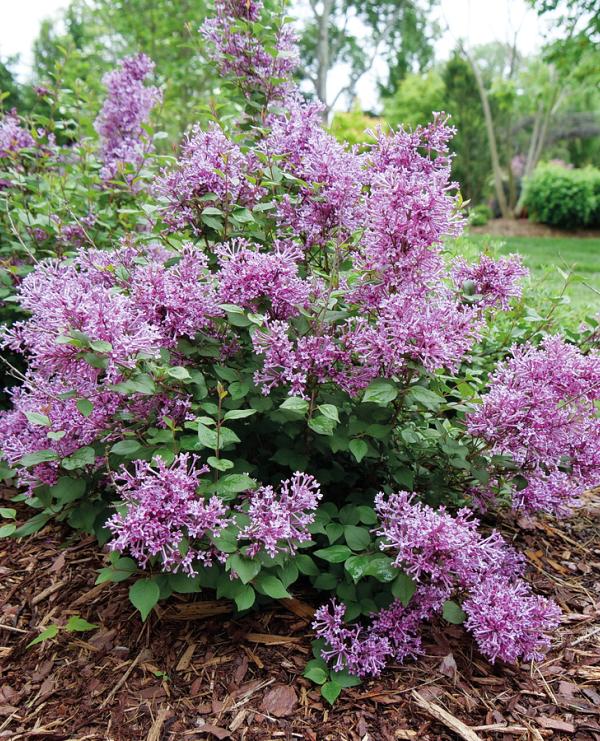 Bloomerang<sup>®</sup> Tiny Purple