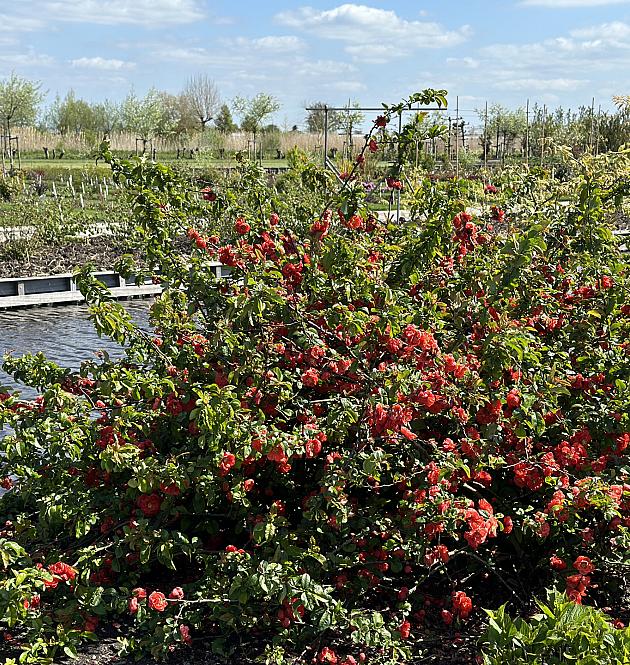 Mango Storm<sup>®</sup> L