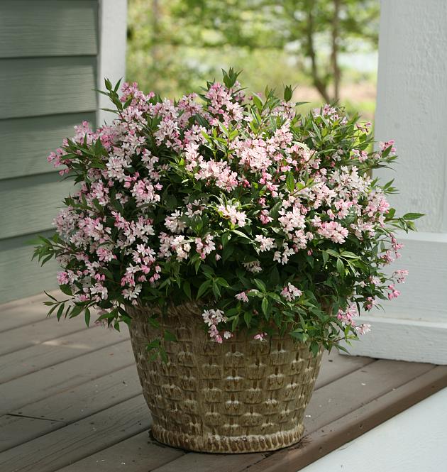 Yuki Cherry Blossom<sup>®</sup> L