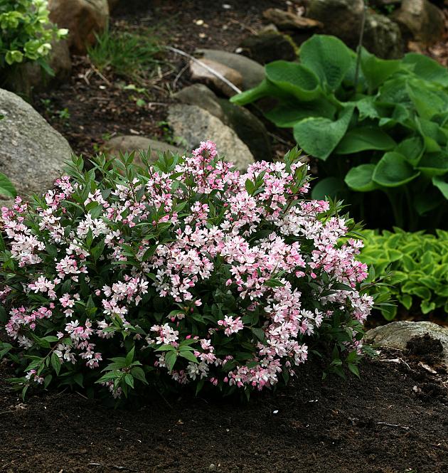 Yuki Cherry Blossom<sup>®</sup> L