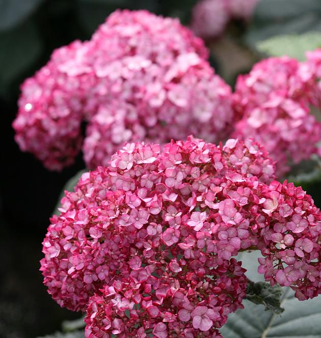 Ruby Annabelle<sup>®</sup> L