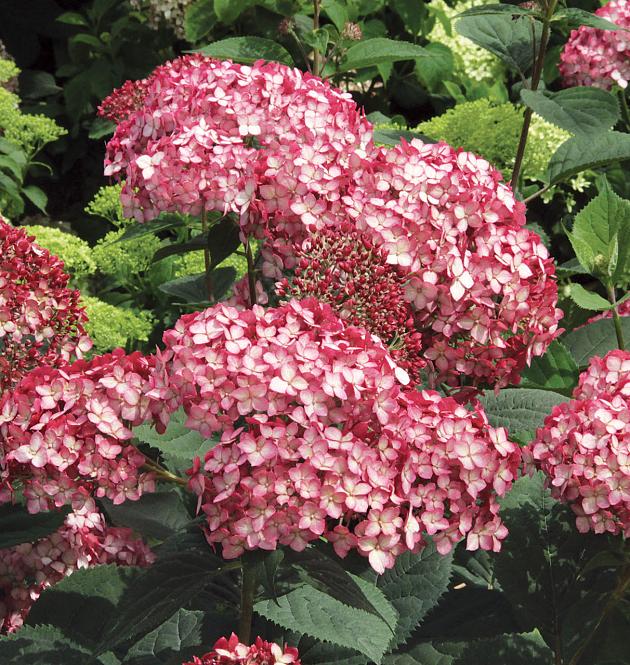 Ruby Annabelle<sup>®</sup> L