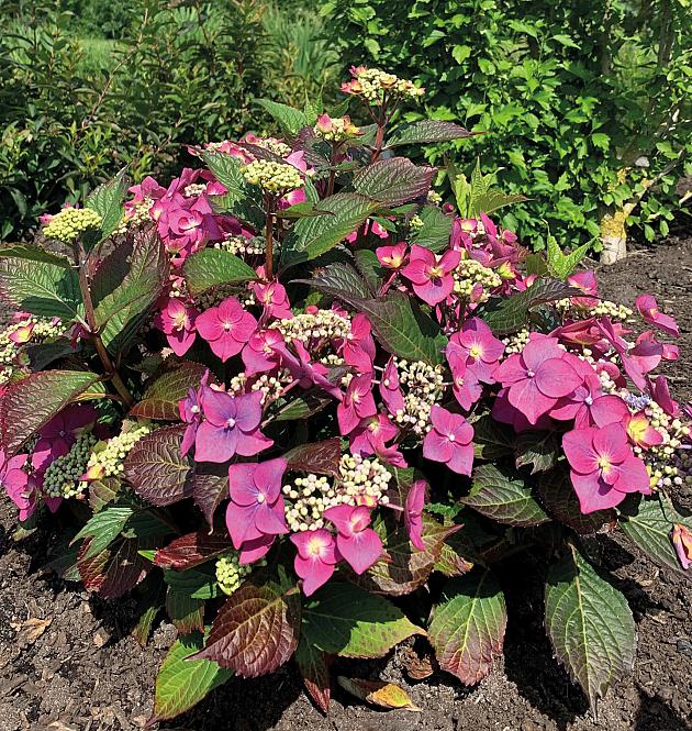 Flair & Flavours<sup>®</sup> Blackberry Pie Xl