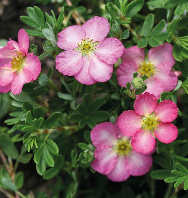 Happy Hearts<sup>®</sup>Pink Star 