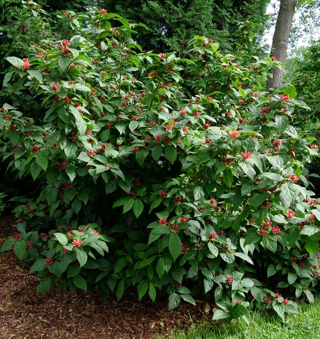 Simply Scentsational<sup>®</sup> 