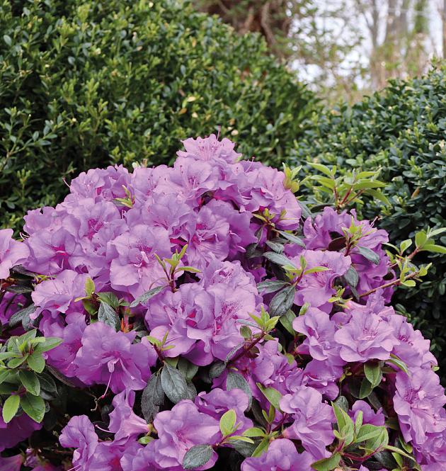 Perfecto Mundo<sup>®</sup> Double Purple 