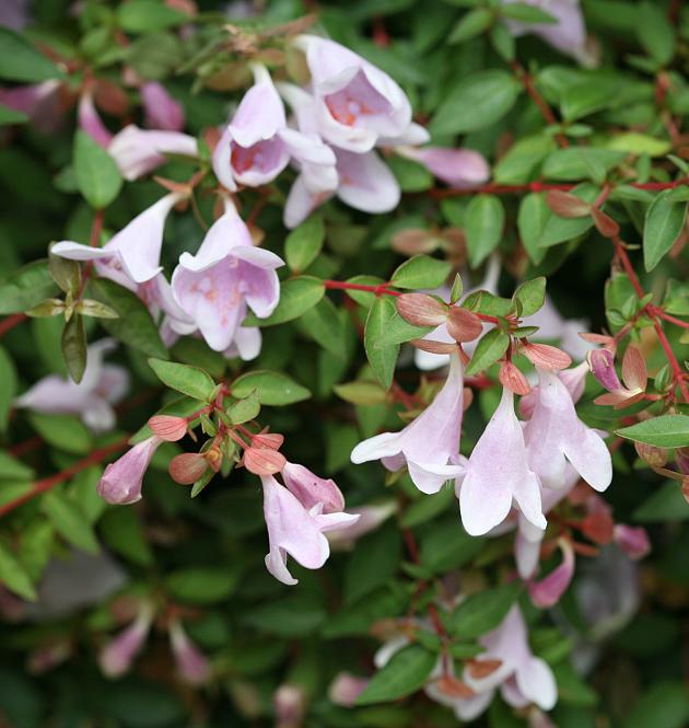 Pinky Bells L