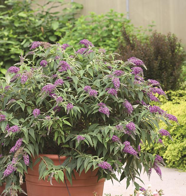 Purple Chip L