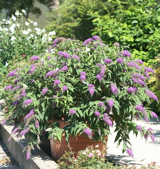 Purple Chip L