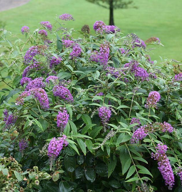 Purple Chip L