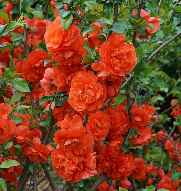 Orange Storm L