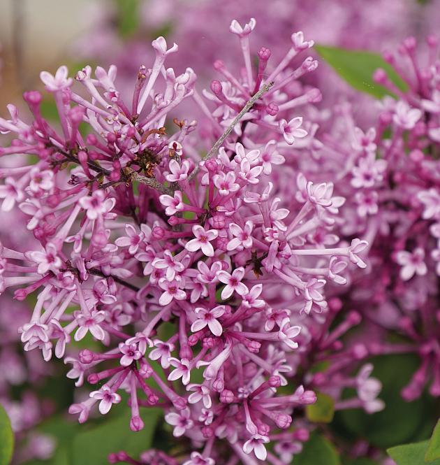 Bloomerang<sup>®</sup> Tiny Purple L