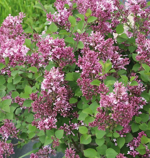 Bloomerang<sup>®</sup> Tiny Purple L
