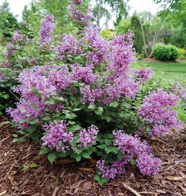 Bloomerang<sup>®</sup> Tiny Purple L