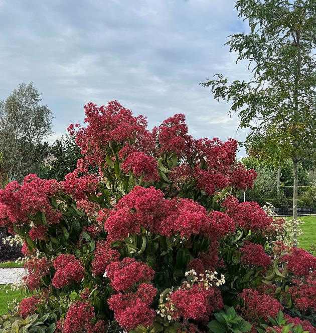Temple of Bloom<sup>®</sup> 