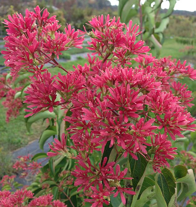 Temple of Bloom<sup>®</sup> 