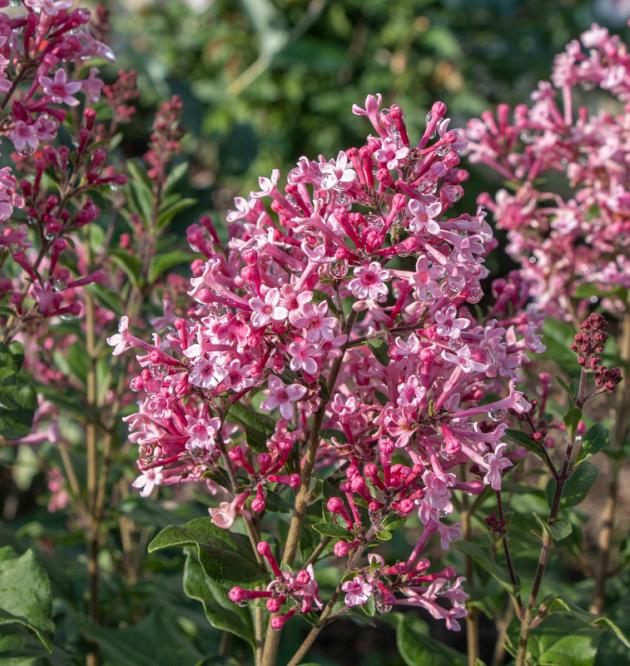 Bloomerang<sup>®</sup> Ballet 